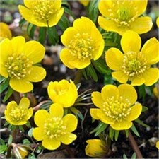 100 Winterlinge "Eranthis Cilicica" Gr. 3.5-4 - Blumenzwiebeln