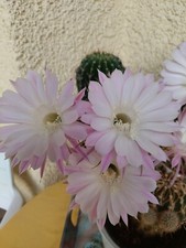 Kaktus, Ca 6cm  Bauernkaktus, Ableger, Jungpflanze,  Nr.2 Echinopsis,Sukkulente