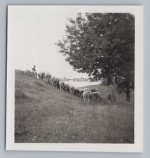 Gößweinstein 1937 - Schäfer