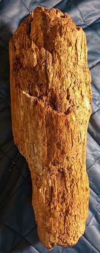 Treibholz schwemmholz - treibholz,