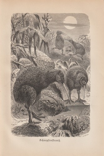 Kiwi kiwis apteryx - kiwi,