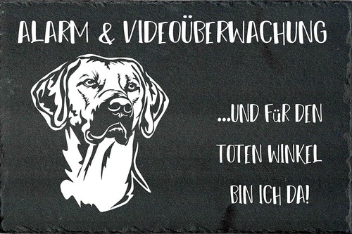 Rhodesian ridgeback - rhodesian,
