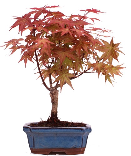 Bonsai acer palmatum deshojo - acer,
