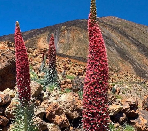 Echium wildprettii seeds - echium, 10