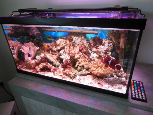 60l komplett aquarium - 60l, komplett-aquarium