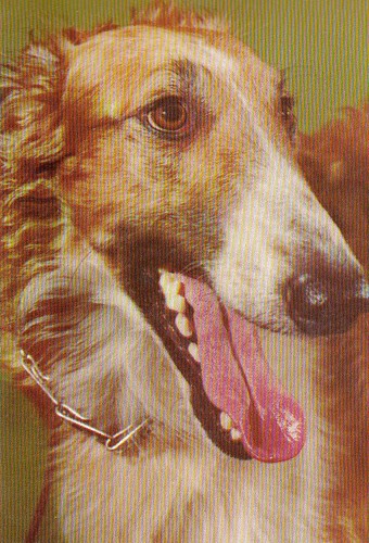 Windhund barsoi borzoi - barsoi, *