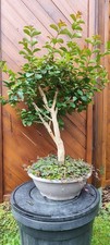 Lagerstroemia- Bonsai