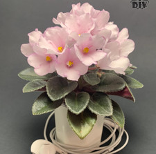 Usambaraveilchen Jungpflanze SL - Tscheburaschka