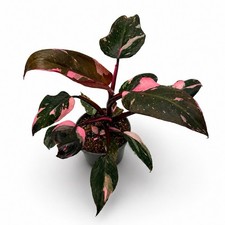Philodendron pink galaxy 30 - galaxy,