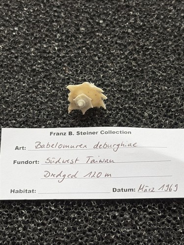 Stachelschnecke/Babelomurex