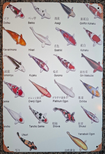 Koi blech schild - schild,