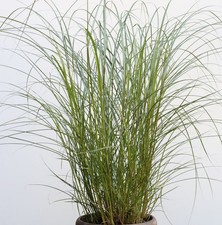 Chinaschilf Red Chief - XXXL