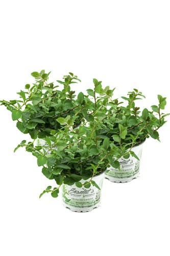 Pflanzen pfefferminze mentha - pflanzen, pfefferminze,mentha