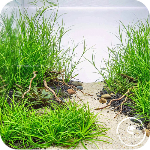 Juncus repens kriechende - juncus, –