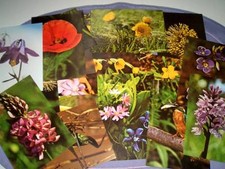 Penny Sammelbilder -