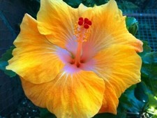 8000675 Hibiscusplants Hibiskus yellow 10 Samen
