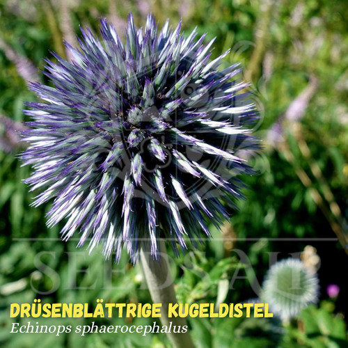 Drüsige kugeldistel 100 samen - kugeldistel,