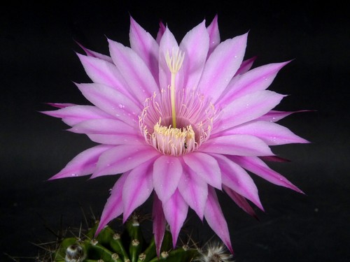 Echinopsis hybride rosa mit - hybride,