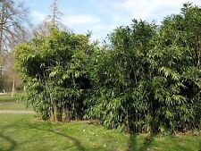 SAMEN Monstergras / Riesenbambus: wird riesengroß, sieht super aus !