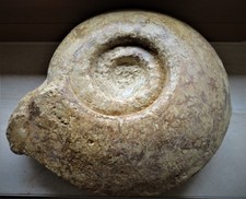 Großer Ammonit Hammatoceras speciosum cappucinum  31 CM, aus der Normandie