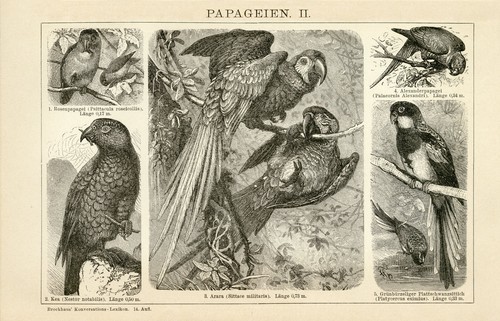 Papageien arara kea sittich - papageien,