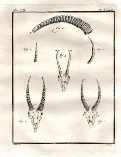 Antilope antelope afrika - antilope,