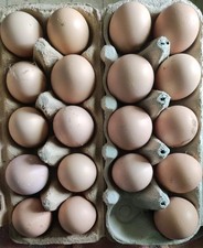 BE Brahma Grosse Rasse 6