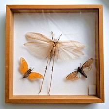 Riesen Insekten - Schaukasten