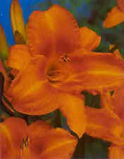 Jumbopflanze, Hemerocallis Mauna Loa, Taglilie in brennendem Orange, Großtopf