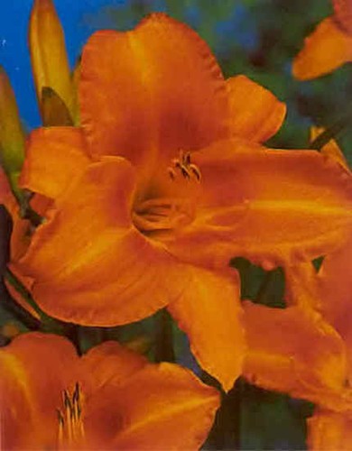 Jumbopflanze hemerocallis - jumbopflanze,,