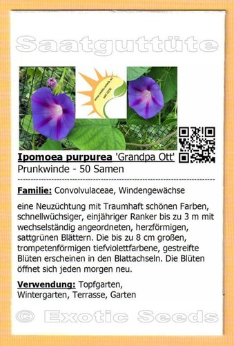 Ipomoea purpurea grandpa - purpurea, ott'