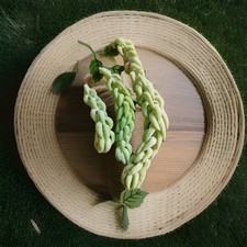 3 Stecklinge Sedum morganianum unbewurzelt spitze Blätter Affenschaukel 