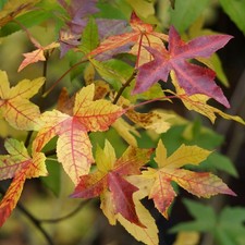 Amberbaum - 40-70 cm Jungpflanze - Liquidambar styraciflua