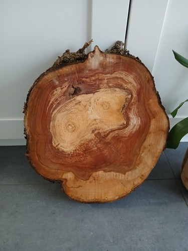 Kernfaule gestockte apfelbaum - kernfaule,