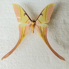 Actias Rhodopneuma rosa