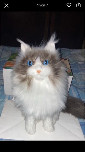 Chongker katze - chongker,