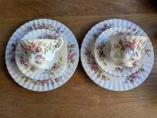 Royal albert moss rose - , x