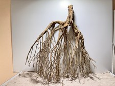 Talawa Wurzel JUMBO ähnlich