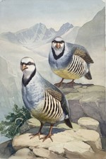 Steinhuhn Steinhühner Hühner