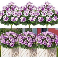 Kunstblumen, Geranien