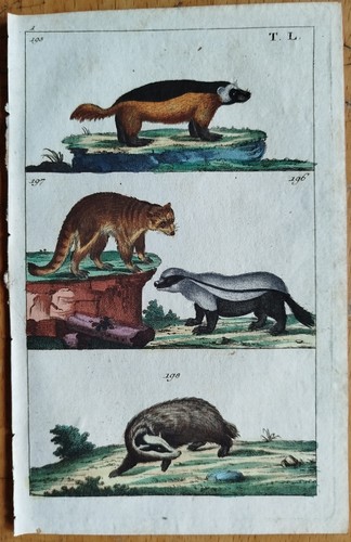 Dachs wilhelm - -,
