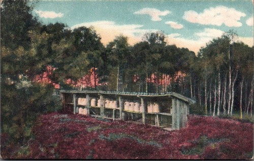 Lüneburger heide - ak,