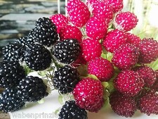 Künstliche Himbeeren