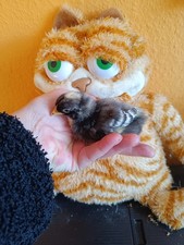 10 Bruteier meiner Zwerg