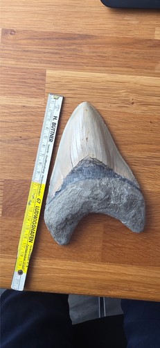 Goliath megalodon zahn - megalodon,