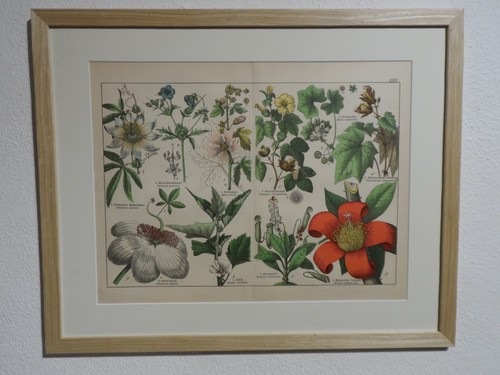 Orig.(1886,Schubert)