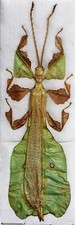 Phyllium pulchrifolium Male A1