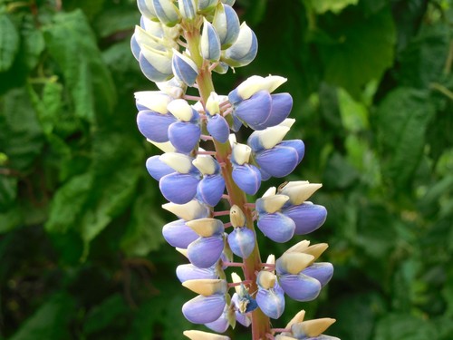Blume staude sämereien - blume/staude/sämereien, lupine