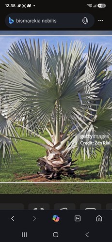 Bismarckia nobilis silver - ,, ca