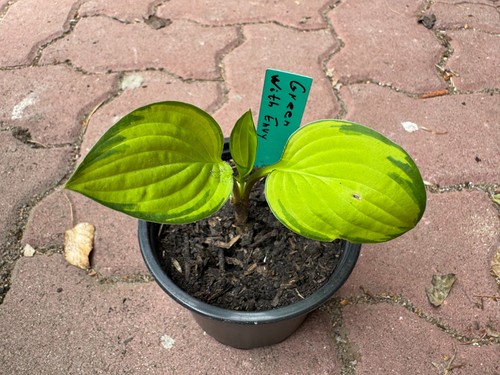 Hosta funkie green - /,